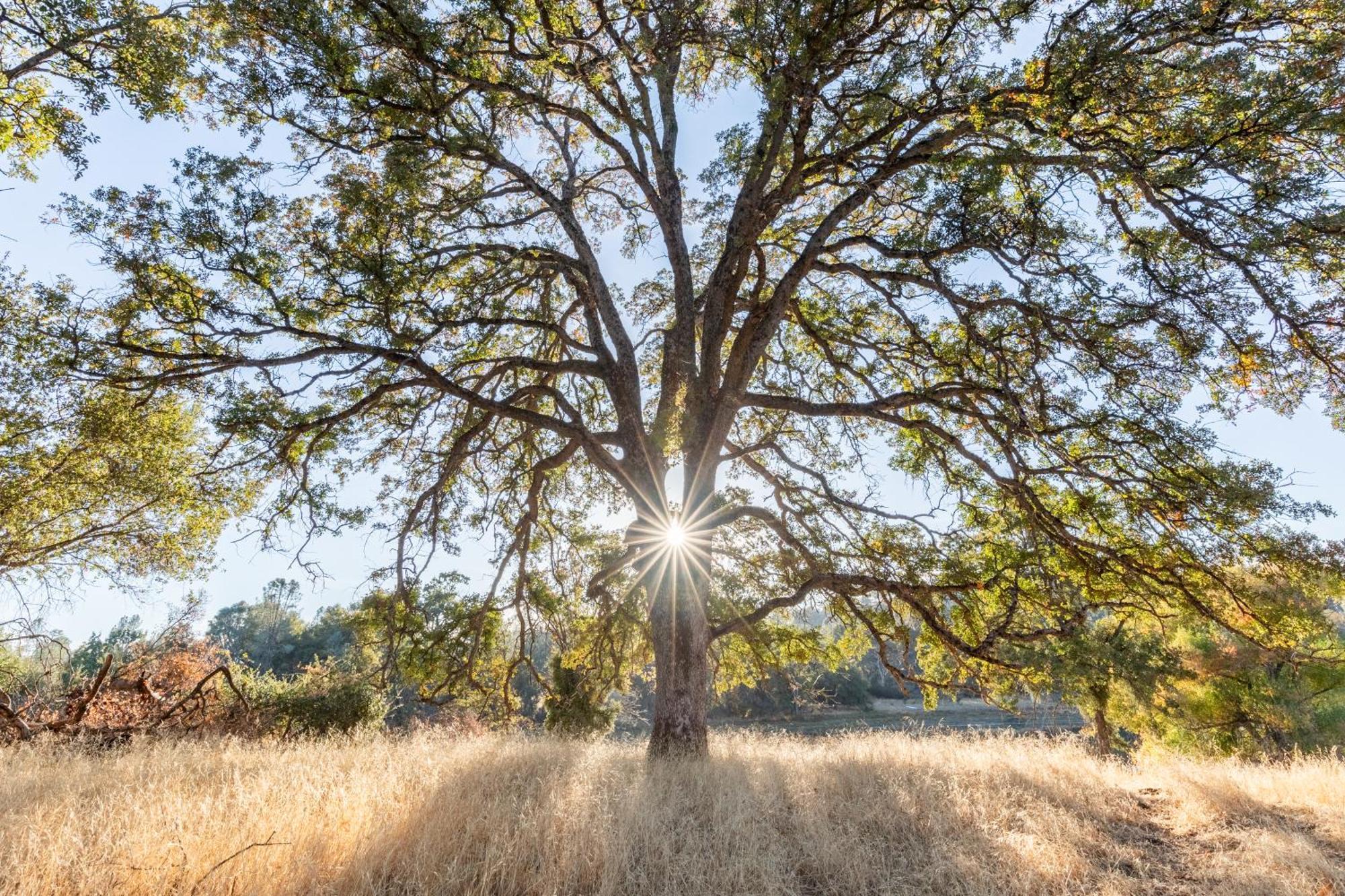 Rolling Oaks Ranch - 200 Acres Of Lakeside Beauty & Countryside Serenity Марипоса Екстериор снимка