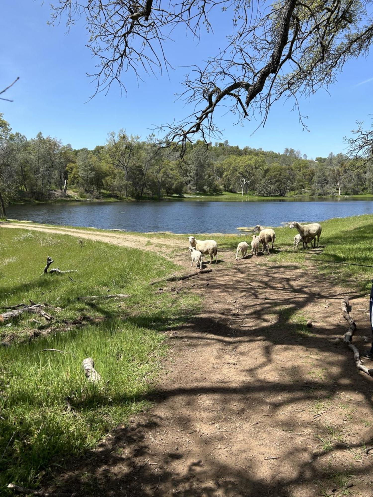 Rolling Oaks Ranch - 200 Acres Of Lakeside Beauty & Countryside Serenity Марипоса Екстериор снимка